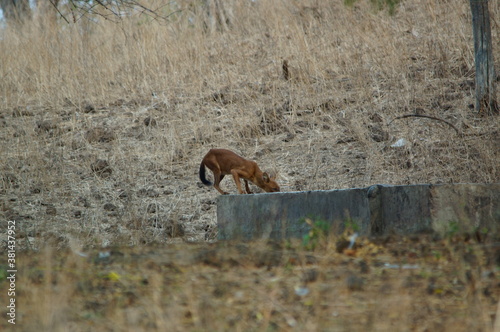 The dhole is a coyote that lives in Asia, especially in the south and east. Invite not the same as a wolf. photo