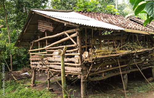 old wooden house in forest. Goat in shed eating grass in the jungles