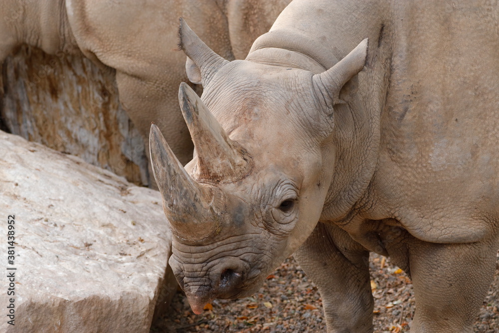 Obraz premium Nashorn