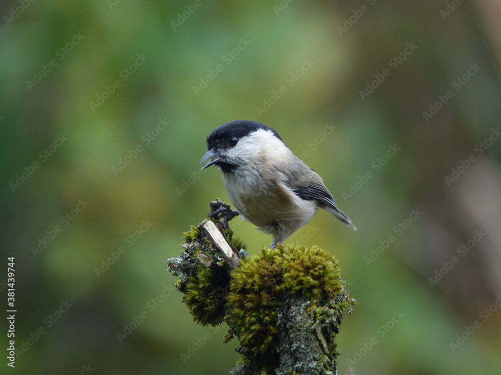Naklejka premium willow tit (Poecile montanus)