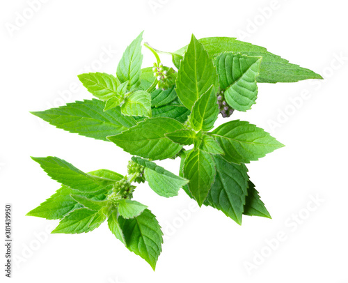 Field mint (Mentha arvensis) isolated on white. Culinary aromatic herbs. Medicinal plant photo