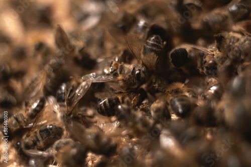 Closeup Of A Large Number Of Dead Honey Bees