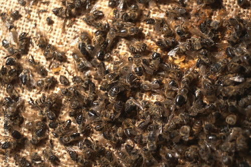 Closeup Of A Large Number Of Dead Honey Bees