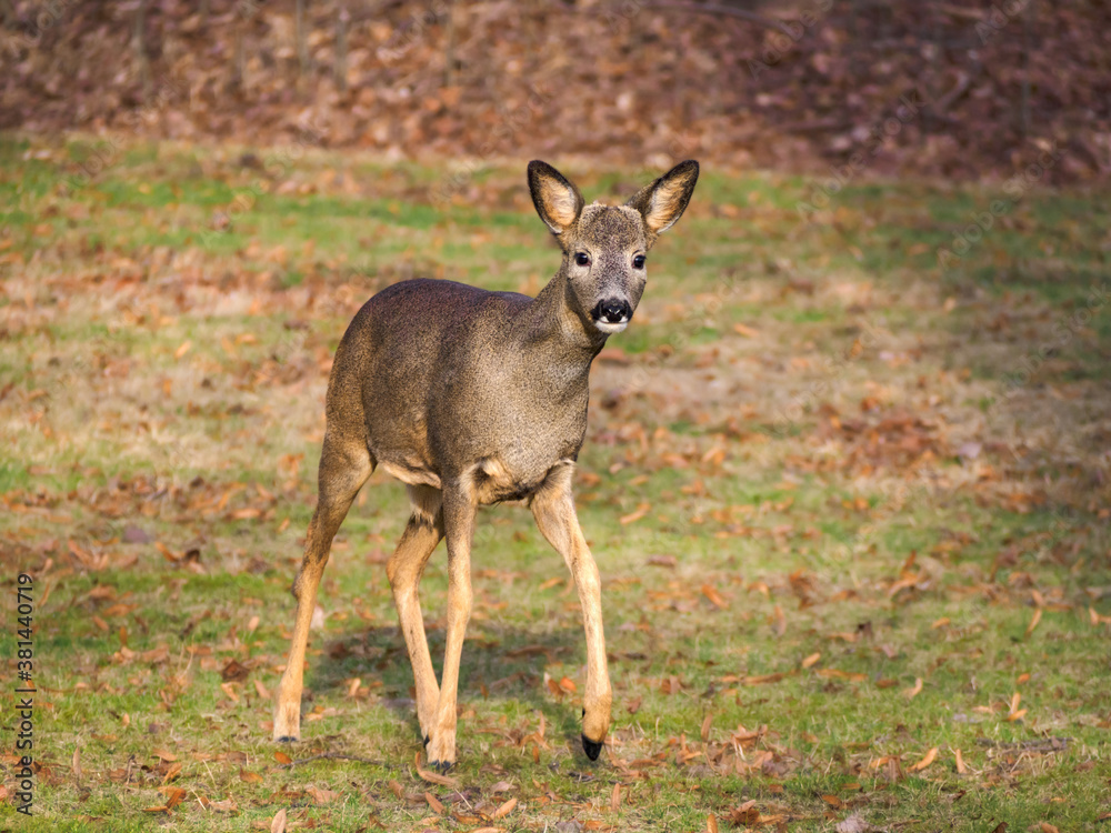 Fototapeta premium Portrait of young roe deer