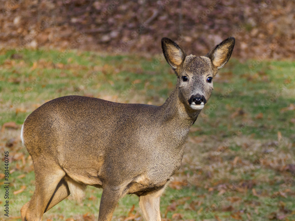 Fototapeta premium Roe deer on a field