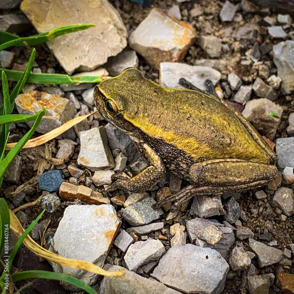Naklejka premium frog on the ground