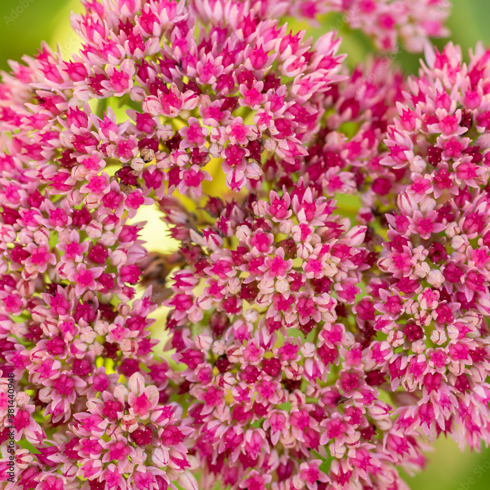 Flower background. Many small pink flowers grow on soil Flower background. Many small pink flowers grow on soil