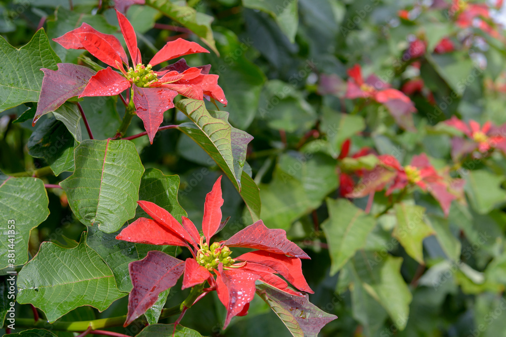 Vista de unas bellas flores rojas de poinsettia (Euphorbia Pulcherrima) Vista de unas bellas flores rojas de poinsettia (Euphorbia Pulcherrima)