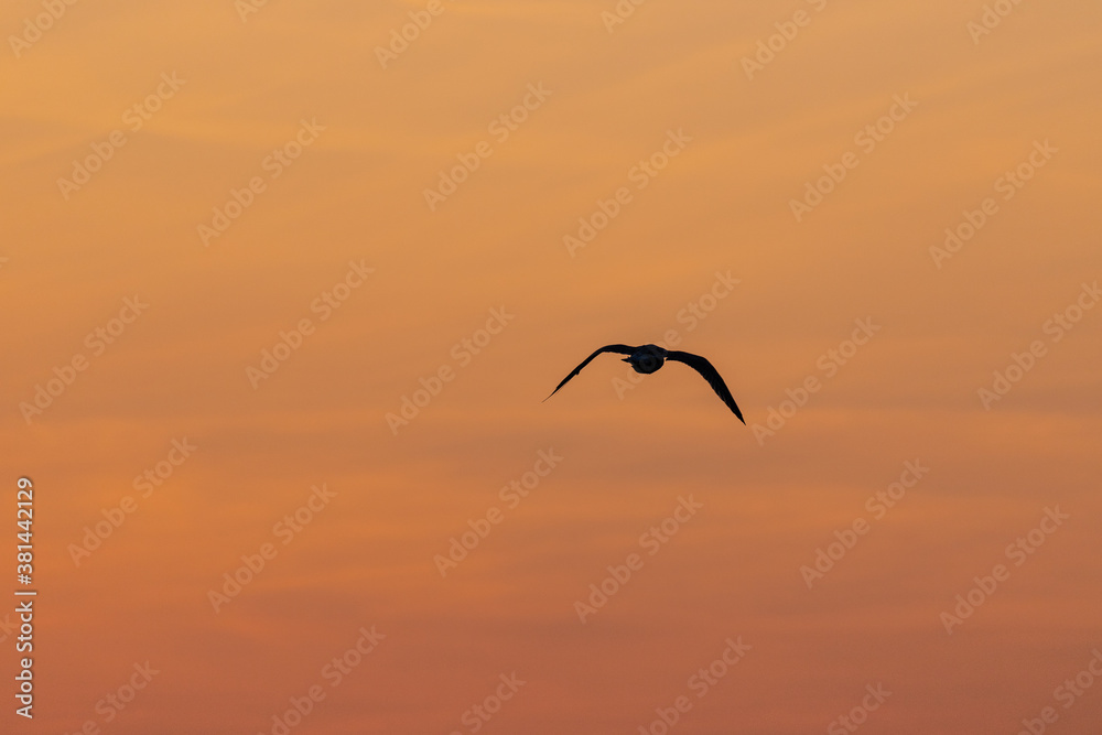 Die Silhouette einer fliegenden Möwe vor dem orangen Himmel eines Sonnenaufganges.