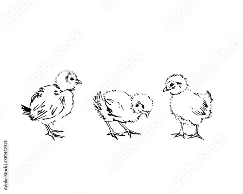 Three chicks hand-drawn with black ink and brush. Isolated on white