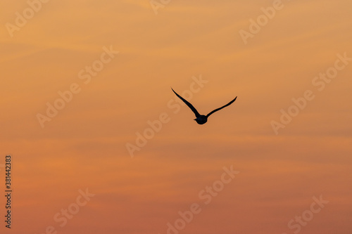 Die Silhouette einer fliegenden Möwe vor dem orangen Himmel eines Sonnenaufganges.