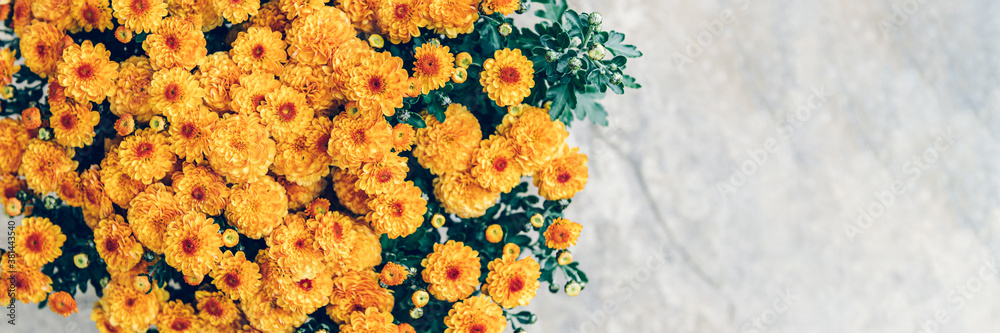A bouquet of orange chrysanthemum flowers in pot with light background and copy space, banner size A bouquet of orange chrysanthemum flowers in pot with light background and copy space, banner size