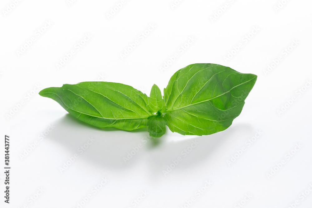 basil leaves isolated on white background basil leaves isolated on white background