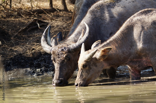 Water buffalo (Bubalus bubalis) or domestic water buffalo is a large bovid originating in the Indian subcontinent, Southeast Asia, and China. This animal is bathing in a mud pool in the park © PUGUH