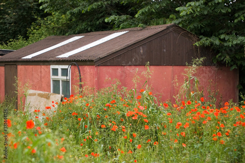 red barn in the countryside with poppies
