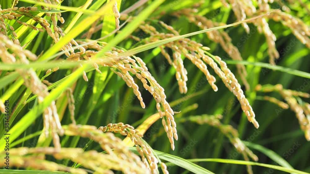 【秋】田んぼで穂が実ってきた米の稲が風にゆれる様子　農業	