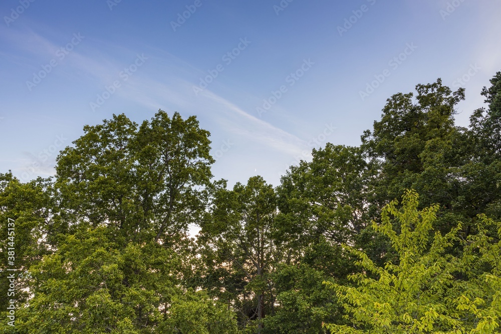 Gorgeous natural background showing green tree tops on blue sky.
