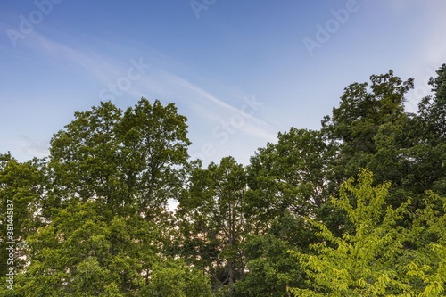 Gorgeous natural background showing green tree tops on blue sky.