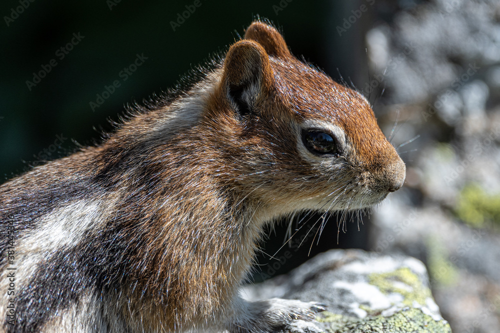 Naklejka premium Golden-mantled Ground Squirrel (Callospermophilus lateralis), Grand Teton National Park
