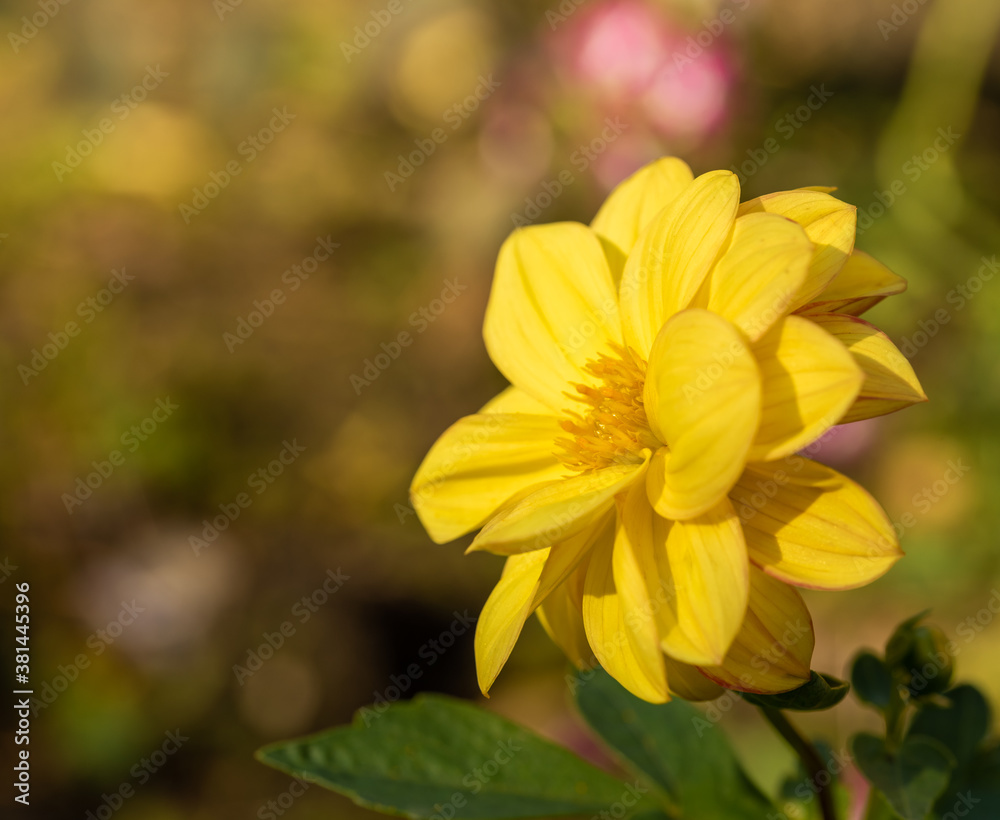 Dahlia flower, yellow, in the garden in the flowerbed. Dahlia flower, yellow, in the garden in the flowerbed.
