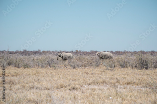 two elephants in Namibia © Yury Zap