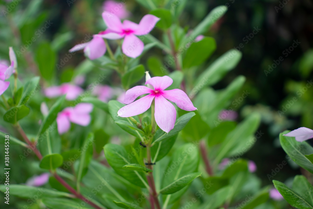Periwinkle a common name vinca and a pink periwinkle Periwinkle a common name vinca and a pink periwinkle