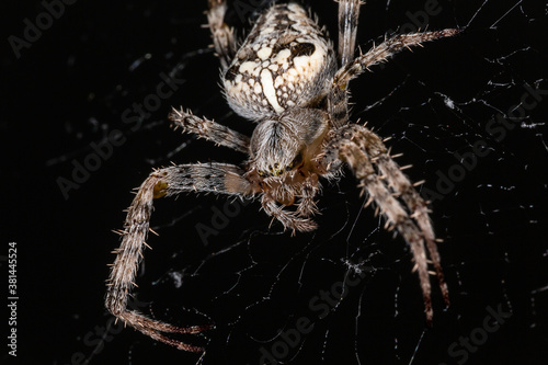 The spider sits on the web. Close-up. Macro