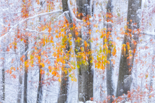 HAYA - BEECH (Fagus sylvatica), Snowy forest in autumn, Sierra Cebollera Natural Park, La Rioja, Spain, Europe photo