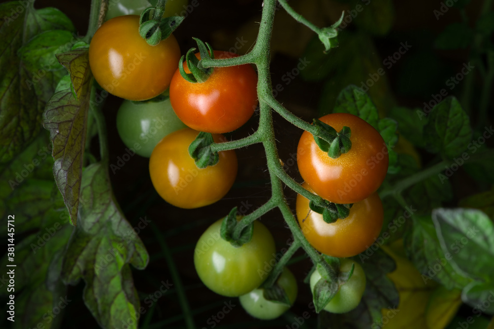 2 - Selected variation of freshly grown cherry plum tomatoes. Natural