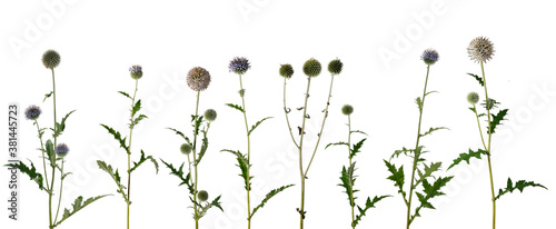 Canvastavla Various twigs of tall globe thistle with green dried and blooming inflorescences