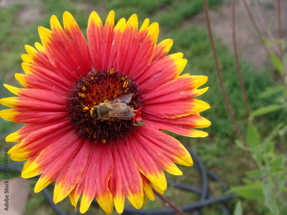 Obraz premium bee on a yellow flower