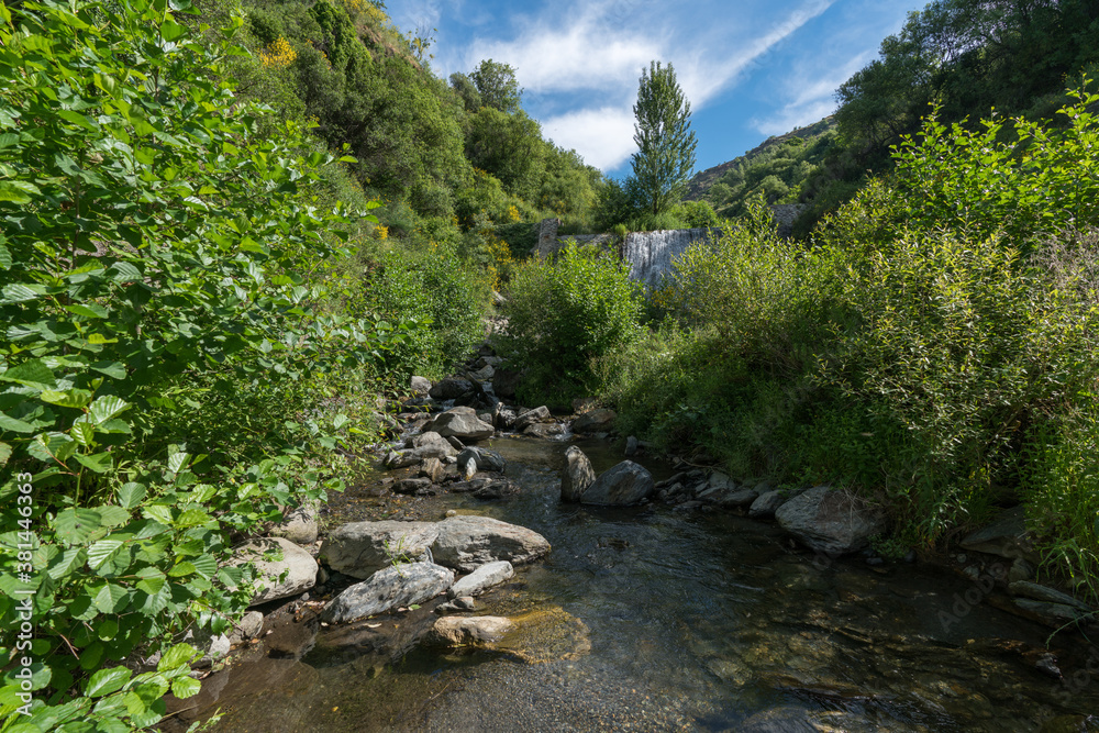 abundant vegetation in a river in southern Spain