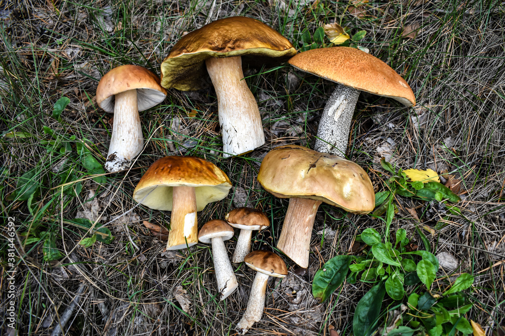 Cut edible mushrooms lie on the grass in the forest. Bend picking season. Useful natural products, mushrooms are a source of protein, vegetarianism. Cut edible mushrooms lie on the grass in the forest. Bend picking season. Useful natural products, mushrooms are a source of protein, vegetarianism.