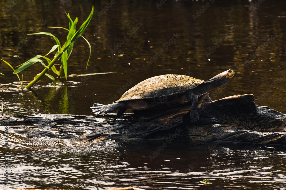 Fototapeta premium Tortuga selva