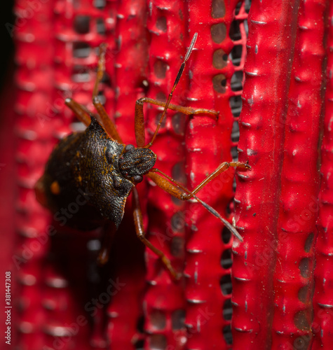 shield bug in macro close up photo