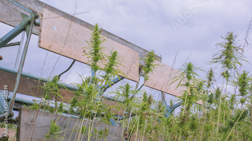 Closeup of a combine hemp harvester collecting cannabis sativa plant on a field.