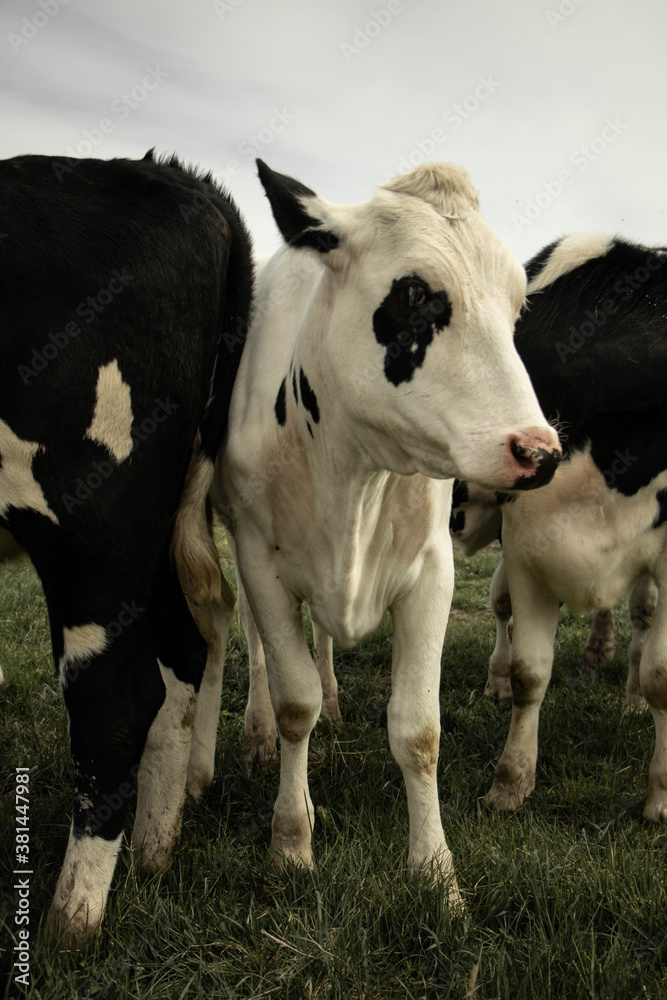 cows in a field