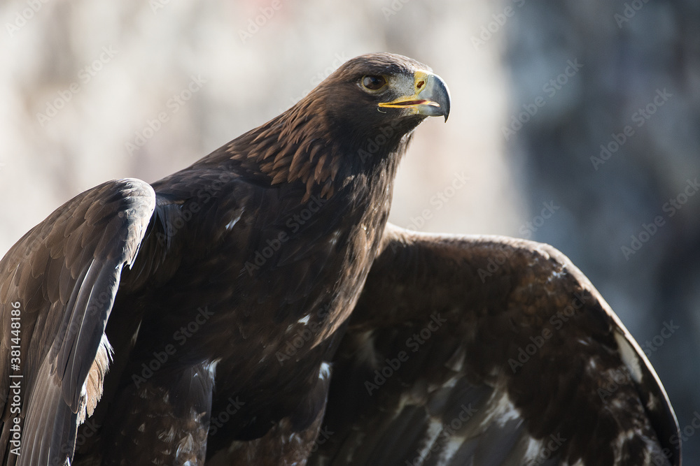 aquila