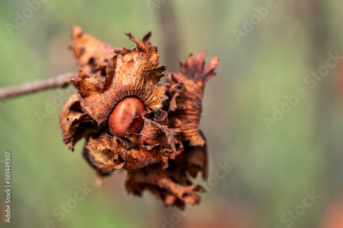 Hazelnut bush in fall