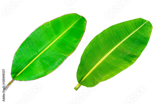 Banana leaf, green leaves, isolated