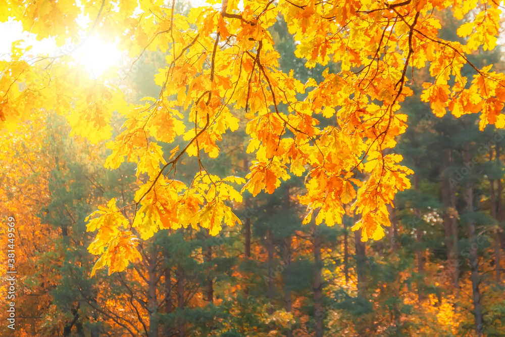 Oak branches with yellow leaves illuminated by the sun in October. Oak branches with yellow leaves illuminated by the sun in October.