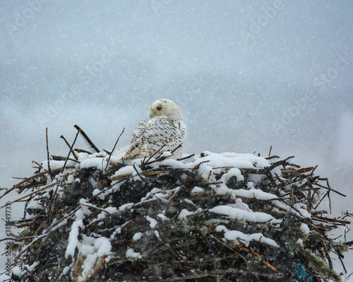 Snowy owl snuggling in snowstorm on empty osprey nest covered with snow