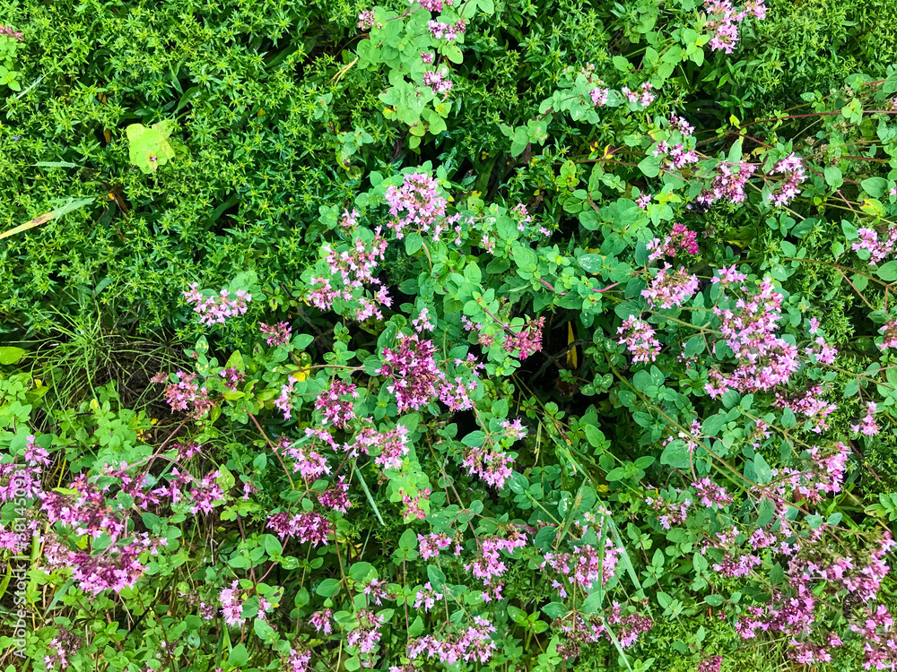 texture, natural background. bush with purple flowers. bright little flowers grow on green branches. garden care, perennial plants. beautiful, unusual bush in the garden. autumn herbs