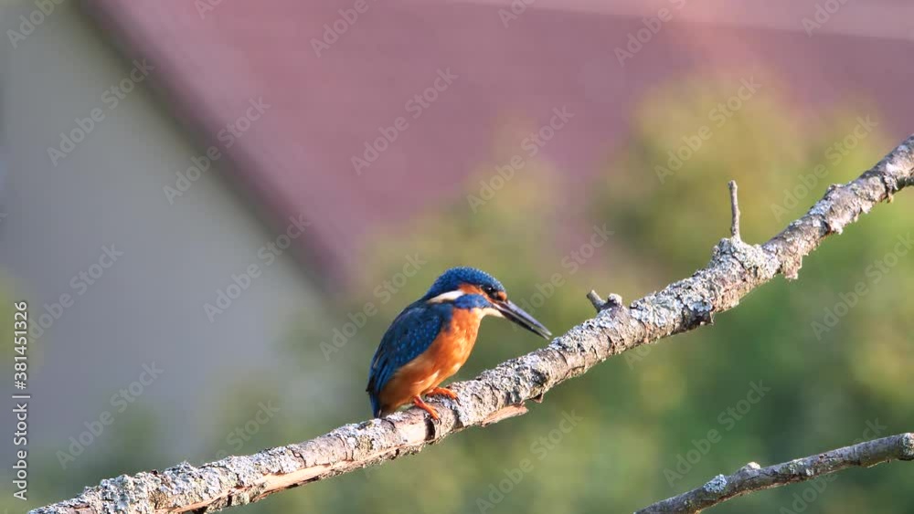 Common kingfisher or Eurasian kingfisher sitting on a branch (Alcedo atthis) Common kingfisher or Eurasian kingfisher sitting on a branch (Alcedo atthis)