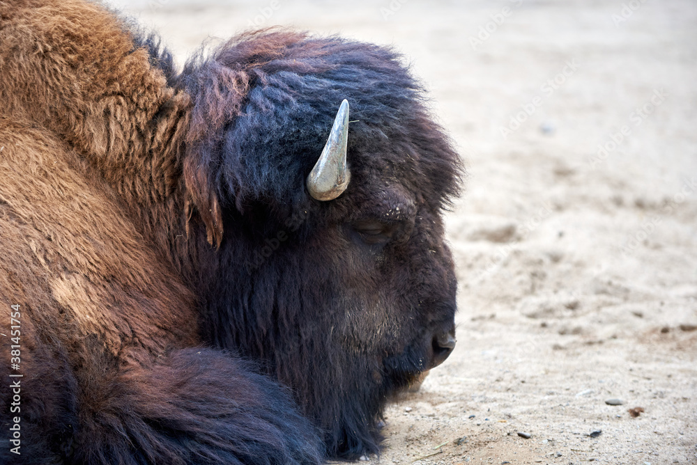 Fototapeta premium Schlafender Wisent Bulle