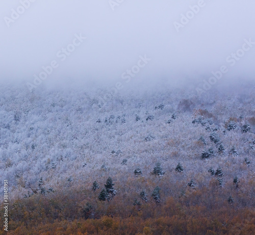 Snowy forest in autumn, Sierra Cebollera Natural Park, La Rioja, Spain, Europe