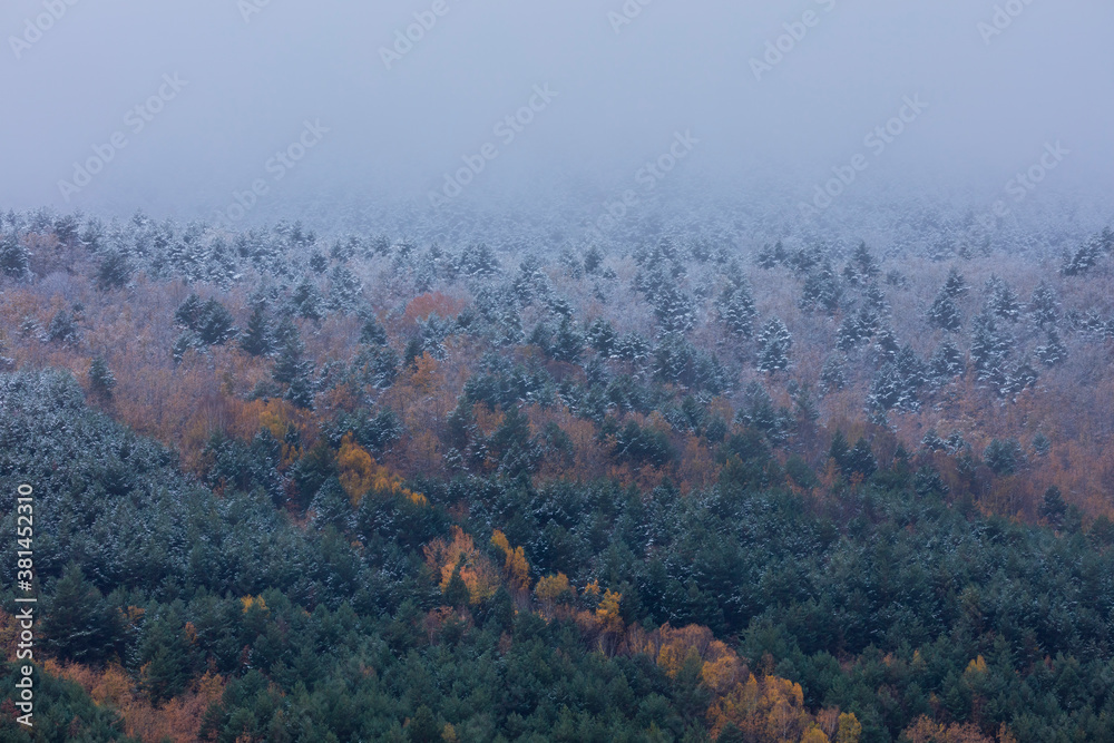 Snowy forest in autumn, Sierra Cebollera Natural Park, La Rioja, Spain, Europe Snowy forest in autumn, Sierra Cebollera Natural Park, La Rioja, Spain, Europe