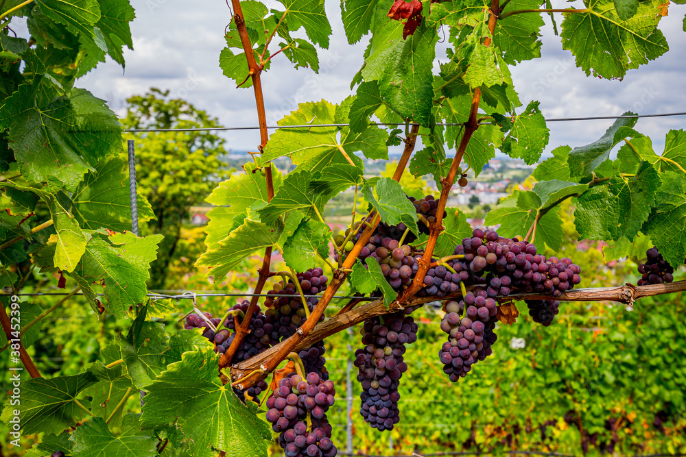 Vignobles autour du château de Ortenberg en Allemagne