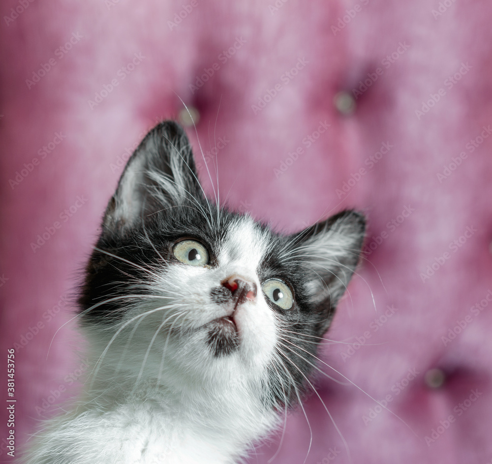 Fototapeta premium little kitten looking up while sitting on the couch