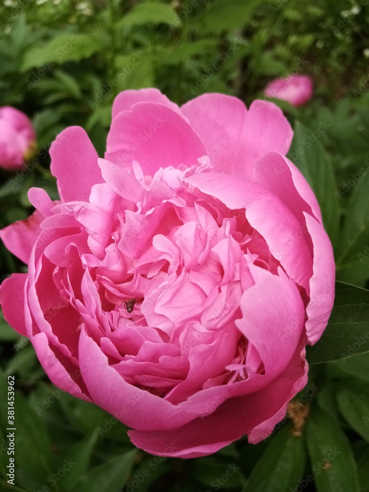 pink rose in garden pink rose in garden
